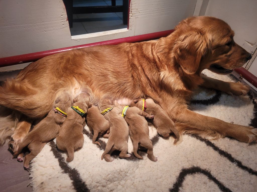 chiot Golden Retriever Du Ruisseau Des Sapins