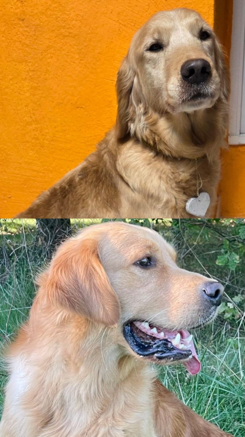 Mariage de T' Itsas du Ruisseau des Sapins & WONDERLAND AT DW dit SYLVIO 15/01/2026