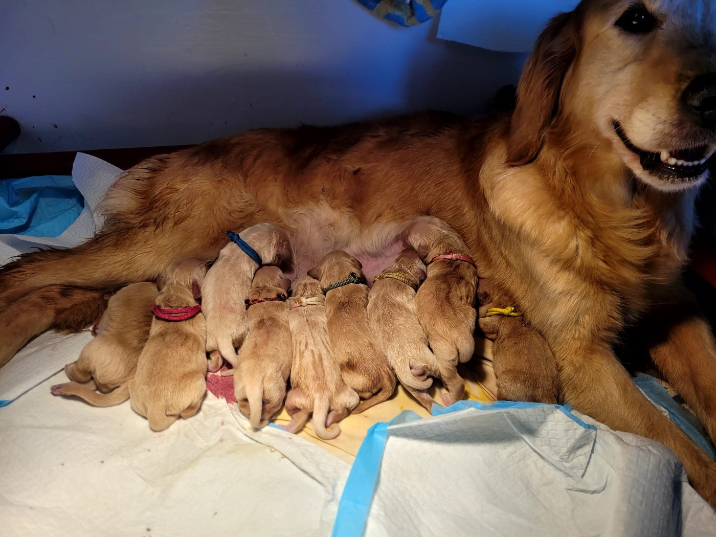 Du Ruisseau Des Sapins - Golden Retriever - Portée née le 18/03/2026
