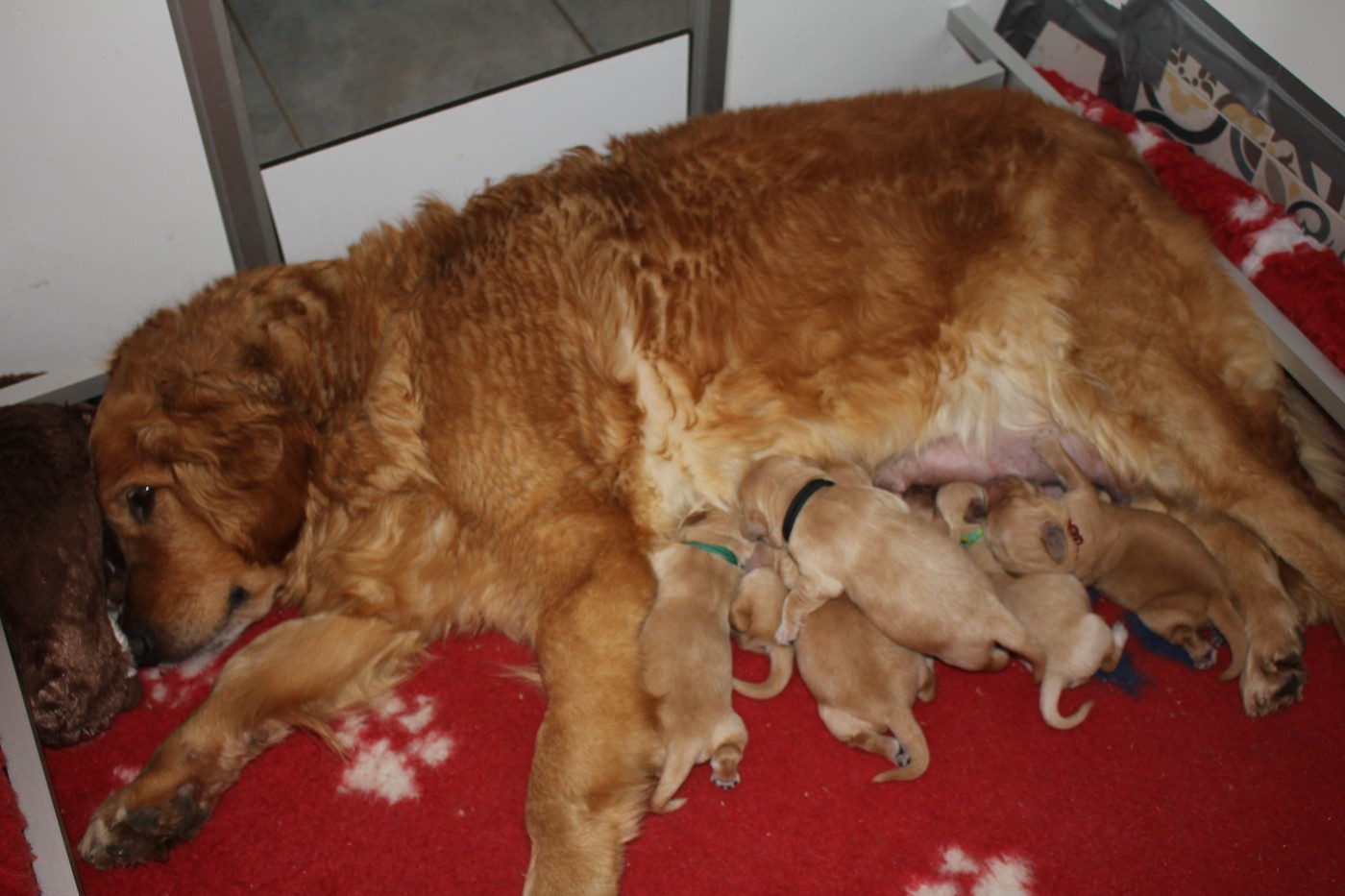 Chiot Golden Retriever Du Ruisseau Des Sapins