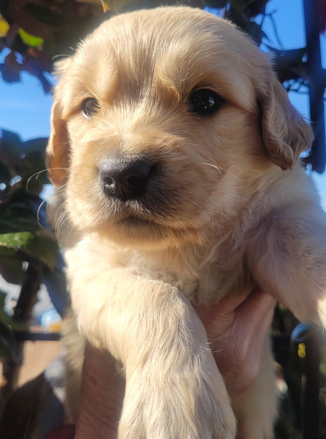 Du Ruisseau Des Sapins - Chiots disponibles - Golden Retriever
