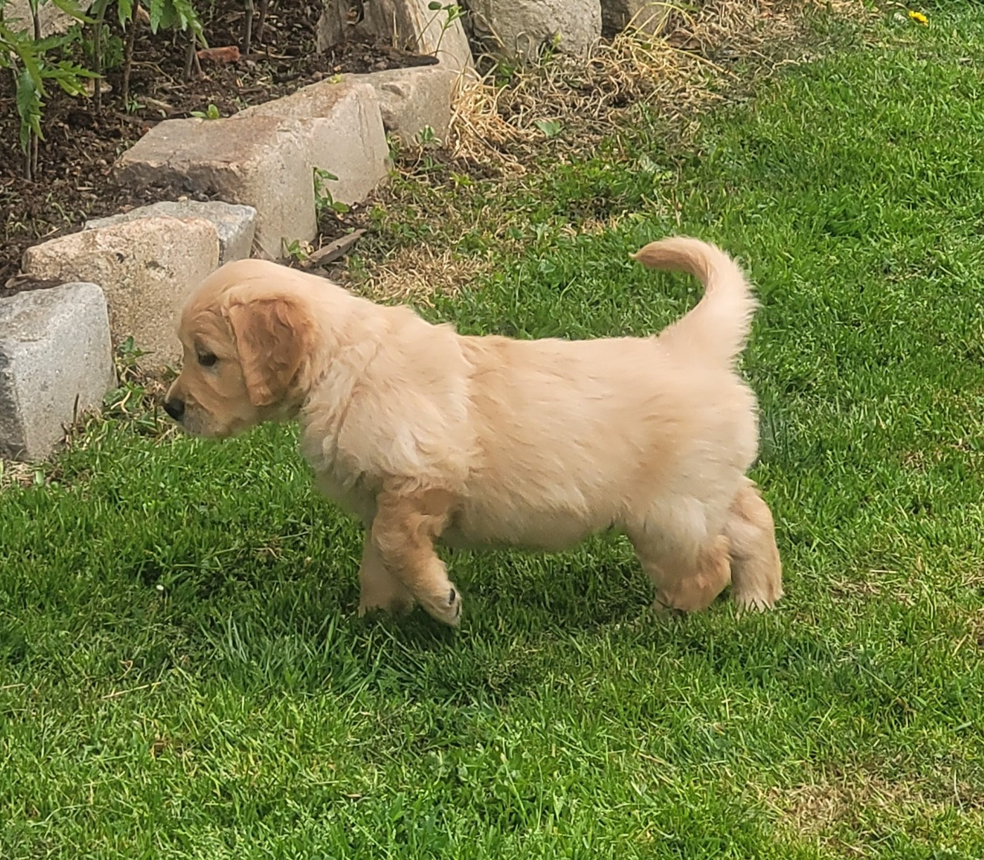 Du Ruisseau Des Sapins - Chiots disponibles - Golden Retriever