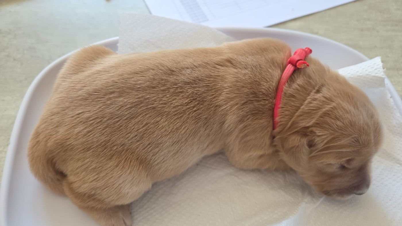 Du Ruisseau Des Sapins - Chiots disponibles - Golden Retriever