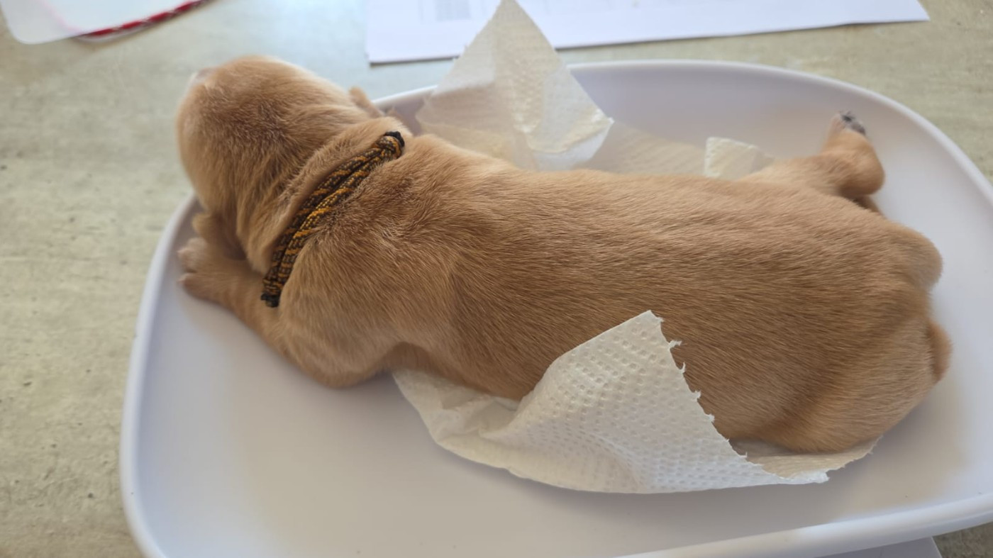 Du Ruisseau Des Sapins - Chiots disponibles - Golden Retriever