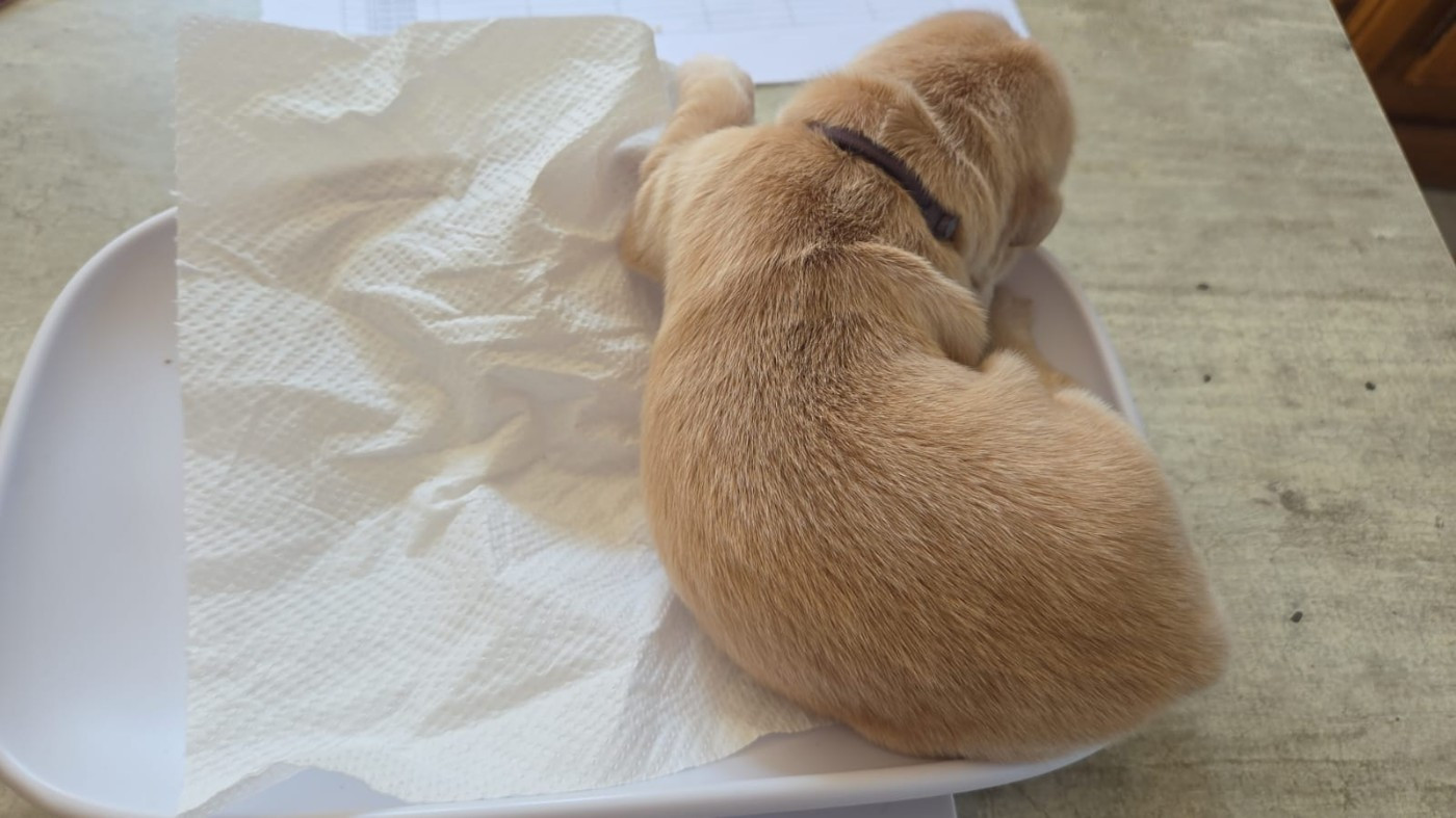 Du Ruisseau Des Sapins - Chiots disponibles - Golden Retriever