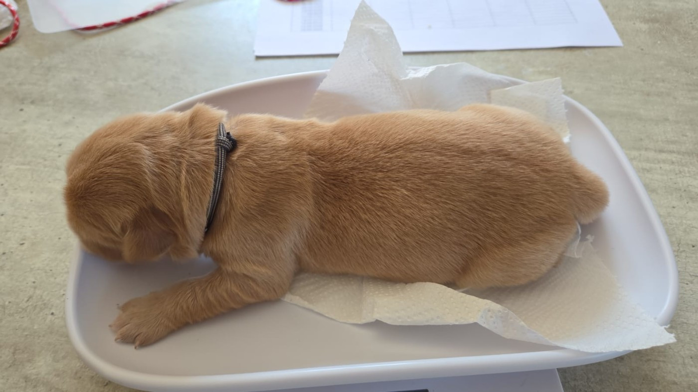 Du Ruisseau Des Sapins - Chiots disponibles - Golden Retriever