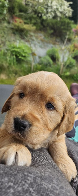 ASKO
