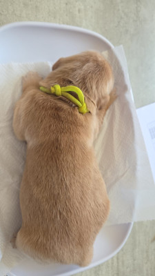 CHIOT JAUNE