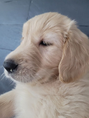 CHIOT BLANCHE TOSCA