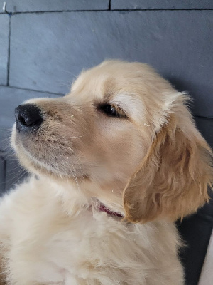 CHIOT BORDEAUX TIGROU