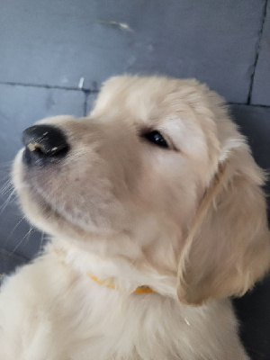 CHIOT OR TOSKA