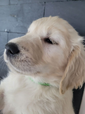 CHIOT VERTE THOSCA